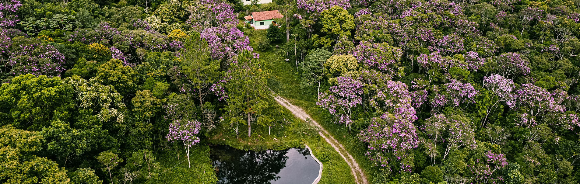 Vista aérea da Fazenda Santa Rita cercada por Mata Atlântica florida
